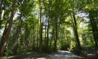 Land und Forstwirtschaft - 7540, Güssing - Waldflächen im Bezirk Güssing und Bezirk Oberwart zu verkaufen !!!