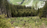 Grundstück - 8843, St. Peter am Kammersberg - 6,7 ha Forst / Wald als solide Geldanlage