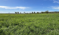 Grundstück - 7092, Winden am See - Exklusives Grundstück - Grüner Ausblick bis zum Neusiedlersee