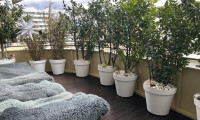Wohnung - 8054, Graz,16.Bez.:Straßgang - Wie neu und sofort verfügbar! - tolle 2-Zimmer-Wohnung mit Eckterrasse in der Green City!