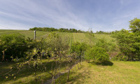 Grundstück - 1190, Wien - Wohnen zwischen den Weinreben - Grundstück in Toplage am Nußberg