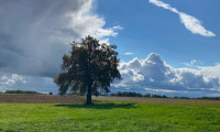 Land und Forstwirtschaft - 94072, Bad Füssing - K3 - Nähe Bad Füssing  - alter 4 - Seitenhof - ca. 150.000m² flache landwirtschaftliche Fläche - perfekt für PFERDEZUCHT - HALTUNG!!!! PANORAMALAGE - arrondiert!