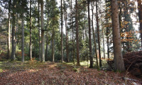 Land und Forstwirtschaft - 9701, Rothenthurn - Wald-/ und Grünflächen in guter Lage