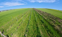 Grundstück - 7011, Siegendorf - Weingarten bei Siegendorf zu kaufen ! In Vino Veritas