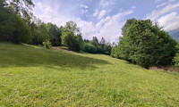 Land und Forstwirtschaft - 9853, Gmünd in Kärnten - Wald-/ und Grünfläche bei Gmünd