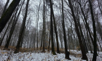 Land und Forstwirtschaft - 8382, Wallendorf - Waldgrundstück