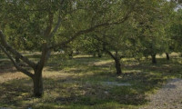 Sonstige - 52215, Novigrad - SOWAS GIBT ES KEIN ZWEITESMAL, EINMALIGES ANWESEN MIT 35000qm OLIVENBÄUME EINER STEINHAUS VILLA , PLUS GÄSTEHAUS