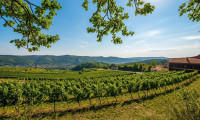 Land und Forstwirtschaft - 3562, Mollands - Historischer Gewölbekeller mit Weingarten | 125 m² + 1.259 m² | Kamptal – Mollands, NÖ