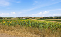 Grundstück - 2011, Untermallebarn - Landwirtschaftliche Fläche mit 11 710 m² in Untermallebern zu verkaufen!