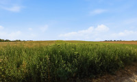 Grundstück - 2011, Höbersdorf - Landwirtschaftliche Fläche mit 6709 m² in Höbersdorf zu verkaufen!