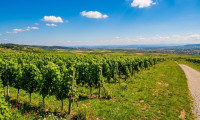 Land und Forstwirtschaft - 3491, Elsarn im Straßertal - Traditionsweingut Kamptal | 8,5 ha Spitzenlagen | Seit 1776 | Moderner Edelstahlkeller | Elsarn im Straßertal, NÖ