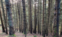 Land und Forstwirtschaft - 9872, Gössering - Schönes Waldgrundstück oberhalb des Millstätter Sees
