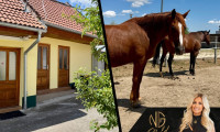 Haus - 7321, Unterfrauenhaid - Ein Paradies für Pferdeliebhaber - 3 Wohneinheiten, 7 Boxen, 2 Koppeln, Reitplatz im Mittelburgenland