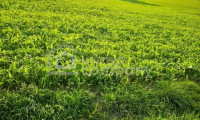Land und Forstwirtschaft - 4642, Sattledt - Attraktive Ackerfläche mit 3,6 ha in Kremsmünster