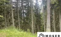Land und Forstwirtschaft - 8850, Laßnitz-Murau - Lassnitz-Murau +++ 3,2 ha sehr gut bestockter Wirtschaftswald - ideal für Anleger - zu verkaufen +++