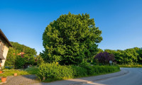 Grundstück - 4360, Lettental - Baugrund 632 m² | Kein Bauzwang | Grein an der Donau | OÖ | € 85.000