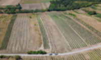 Land und Forstwirtschaft - 2221, Groß-Schweinbarth - Landwirtschaftliches Grundstück in der KG Auersthal - 2183m2
