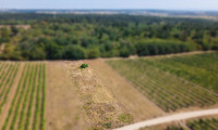 Land und Forstwirtschaft - 2221, Groß-Schweinbarth - Landwirtschaftliches Grundstück in der KG Groß-Schweinbarth - 1611m2