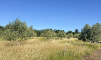 Grundstück - 52215, Betiga - Exklusives Baugrundstück mit Olivenhain in traumhafter Lage bei Fažana / Barbariga – Istrien