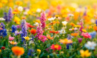 Grundstück - 3002, Purkersdorf - Sommeraktion - Toppreis & Provisionsfrei bis 30.09.2026 (!) Ebener Baugrund mit Altbestand - in Purkersdorfer Waldrandlage (!)