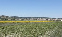Grundstück - 7093, Jois - Landwirtschaftliche Grundstücke in Streulage der Gemeinde Jois/Neusiedl