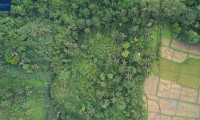 Grundstück - 80572, Puhu, Kecamatan Payangan - Ubud, Bali, Indonesia – Approx. 6,054 m² for Visionaries - Rare Freehold Development Land with Tourism Zoning