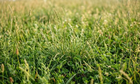 Grundstück - 3002, Purkersdorf - Sommeraktion - Toppreis & Provisionsfrei bis 30.09.2026 (!) Ebener Baugrund mit Altbestand - in Purkersdorfer Waldrandlage (!)