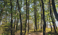 Land und Forstwirtschaft - 7441, Salmannsdorf - Waldgrundstücke in Salmannsdorf