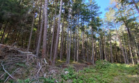 Land und Forstwirtschaft - 9587, Villach - Großzügige Waldfläche in der Nähe von Villach/Oberschütt